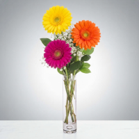 Daisy A Day 