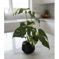 Thai Constellation Thai Constellation