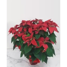 Red Poinsettia With Bow 