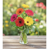 Gerbera Medley  Gerbera Medley