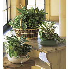 Dish Garden Dish Garden