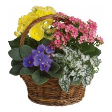Plant Basket  Plant Basket